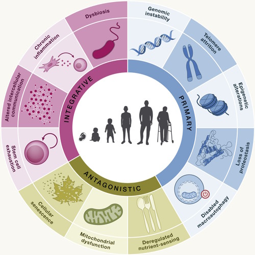 Measuring the hallmarks of ageing – how can you track the underlying causes of ageing?